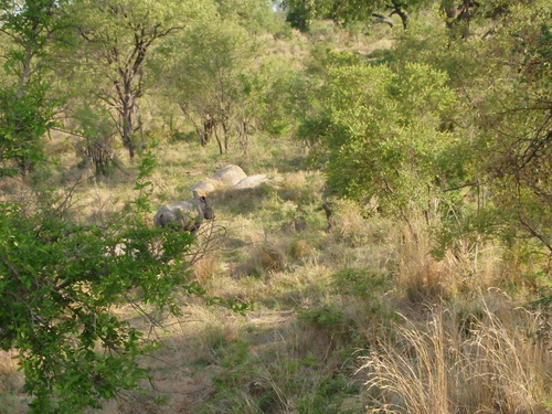 All those rock looking things are Rhinos.